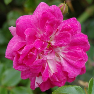 Poзa Алексанр Жиро - розовая - Вьющаяся плетистая роза (рамблер)